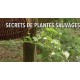 Secrets de plantes sauvages