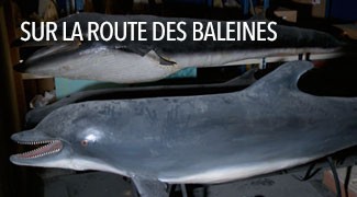 Sur la Route des Baleines